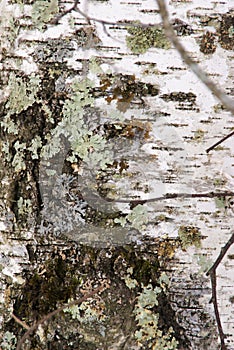 Close up view of light green lichen and moss on a white birch tree trunk in Minnesota