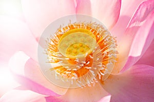 Close up view of light pink lotus is blooming open yellow pollens