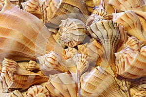 Close up view of Lightning Whelk shells sitting on sand photo