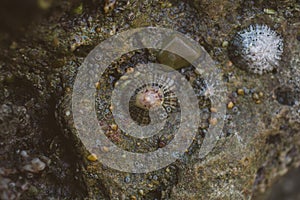 Close up view of limpets on a rock at the seashore. Macro view of limpet at the beach.