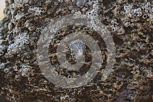 Close up view of limpets on a rock at the seashore. Macro view of limpet at the beach.