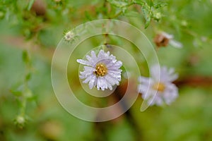 close up view of little white color flowers