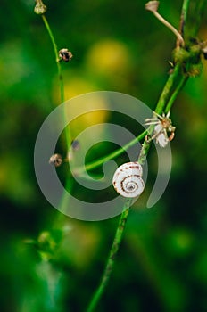 Snail on a a blade of grass