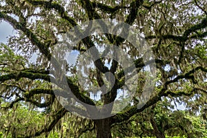 close-up view of a live oak tree with Spanish moss in lush summer green