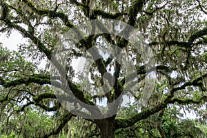 close-up view of a live oak tree with Spanish moss in lush summer green