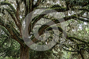 close-up view of a live oak tree with Spanish moss in lush summer green