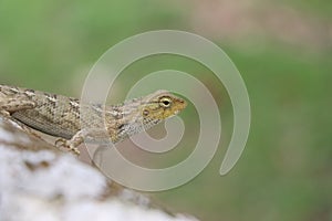 A close up view of a lizard