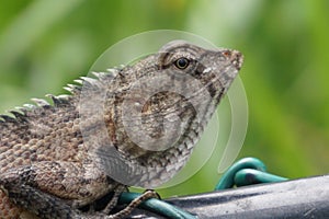 Close up view of a lizard.