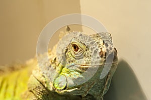 Close-up view of the lizard photo