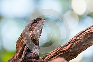 Close up view of lizard