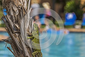 Close-up view of lizard climbing palm tree.