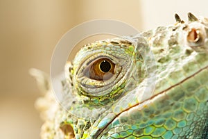 Close-up view of the lizard eye