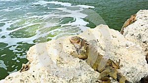 Close-up view of lizard on stone near lake.