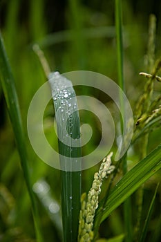 Close up view of a long dark green leave with water drops