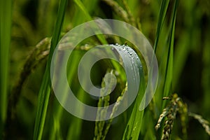 Close up view of a long dark green leave with water drops