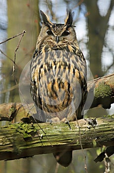 Close-up view of an Eagle-Owl