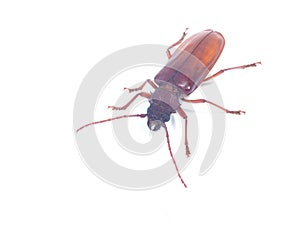 Longicorn beetle on white background photo