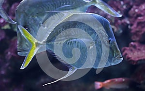 Close-up view of a Lookdown