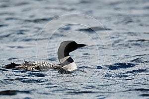 Close-up view of a loon in Algonquin Park