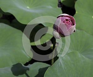 Close up view of lotus flower bud in pond