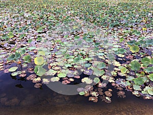 Close up view of lotus pond