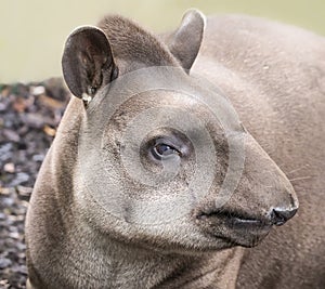 Close up view of a Lowland Tapir