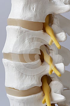 Close-up view of lumabar spine model