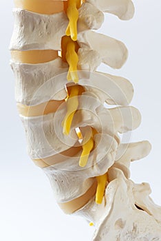 Close-up view of lumbar spine model