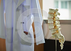 Close-up view of lumbar spine model