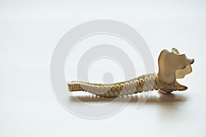 Close-up view of lumbar spine model