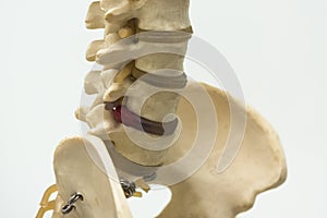 Close-up view of lumbar vertebra model