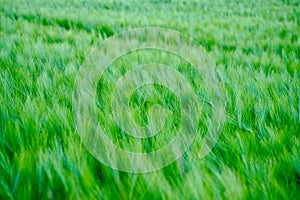 Close-up of a field of Hordeum vulgare, or barley close to Alstadhaug church in Levanger, Norway. photo