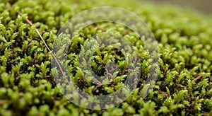 Close-up view of lush green moss