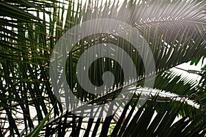 Close-Up View of a Lush Green Palm Leaf in a Tropical Garden