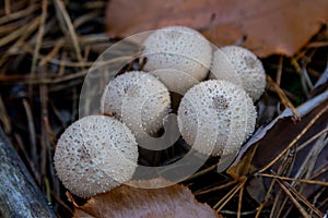 Close up View of Lycoperdon - puffball mushrooms