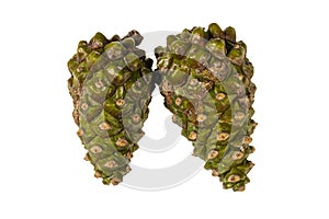 Close up view macro of two dry pine cones isolated on white background