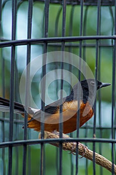 magpie in a cage