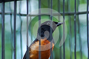magpie in a cage