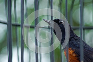 magpie in a cage