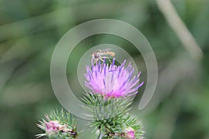 Close-up view of a Maize calligrapher on a thistle plant in the greenery