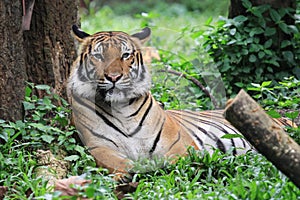 Close up view of malayan tiger