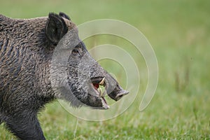 Close-up view of male boar
