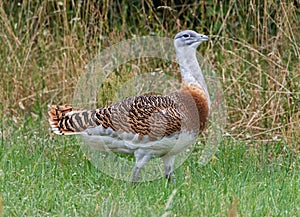 Close-up view of a male Great Bustard