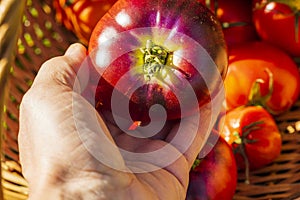 Close up view of male hand holding big red ripe tomato. Red tomatoes in  wicker basket on background.