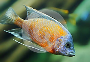 Close-up view of a male Kadango Red Fin