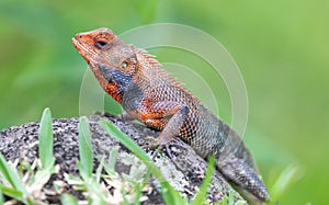 Close-up view of a male Oriental garden lizard