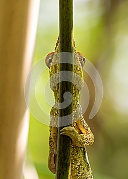 Close-up view of a male Panther chameleon Furcifer pardalis