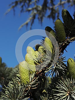 Close-up view of males cones from Cedrus atlantica, the Atlas cedar