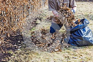 Close-up view of a man collecting fallen leaves in a plastic bag in a garden on a spring day.