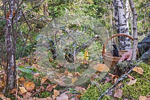 Close-up view of man cutting big aspen mushroom.